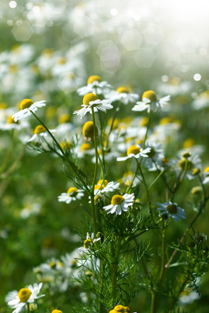chamomiles flower in the natureの写真素材