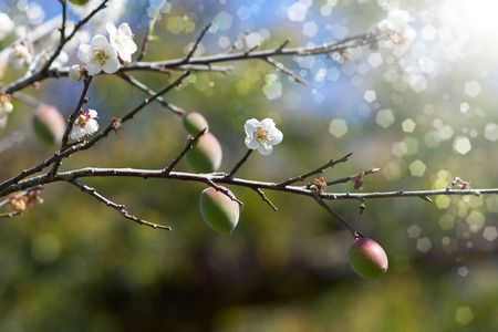 Chinese plum flowers blooming in the park