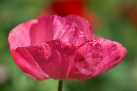Poppy flowers in the gardenの写真素材