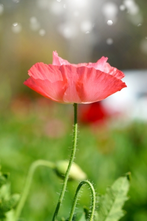 Poppy flowers in the gardenの写真素材