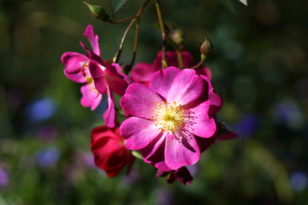 Red roses close up.の写真素材