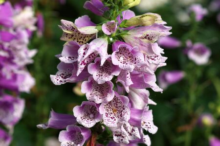 crimson antirrhinum (snapdragon) flowerの写真素材