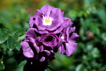 New Rose Introductions from Chamblee Rose Nursery - Blue For Youの写真素材