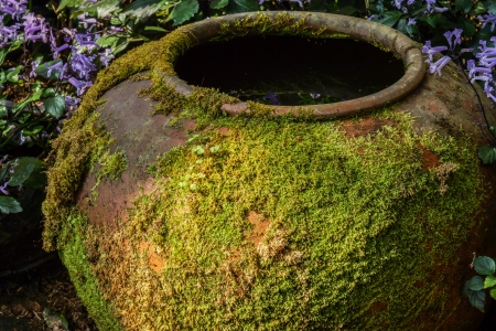 Moss on ancient potteryの写真素材