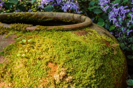 Moss on ancient potteryの写真素材