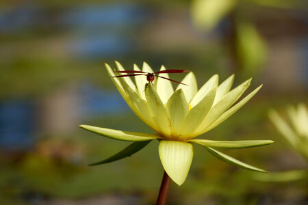 beautiful waterlily or lotus flowerの写真素材