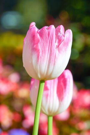 Tulips blooming in the garden.の写真素材