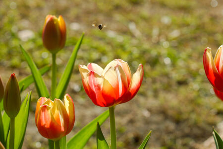 Tulips blooming in the garden.の写真素材