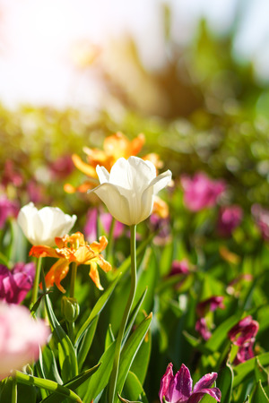 Tulips blooming in the garden.の写真素材