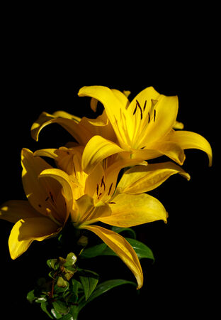 Lily flowers blooming in the garden.の写真素材