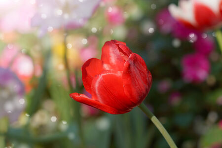 Tulips are blooming in the garden.の写真素材