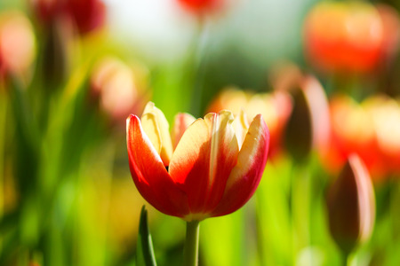 Tulips are blooming in the garden.