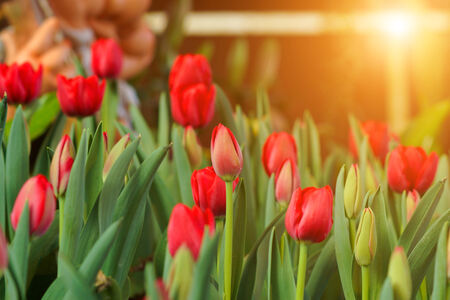 Tulips are blooming in the garden.の写真素材
