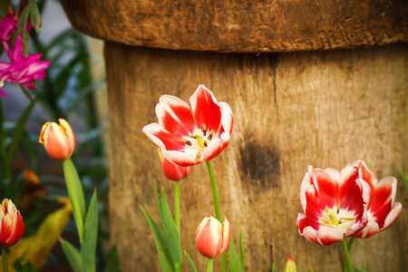 Tulips are blooming in the garden.の写真素材