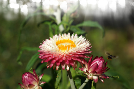 pink everlasting or strawflower on a green background (Helichrysum bracteatum cv. monstrosum.)の写真素材