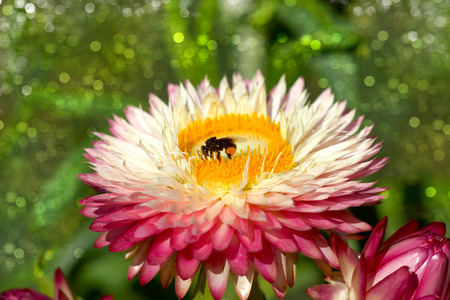 pink everlasting or strawflower on a green background (Helichrysum bracteatum cv. monstrosum.)