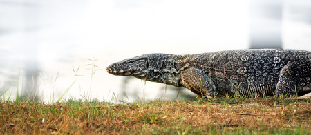 Komodo dragon (Varanus komodoensis)の写真素材