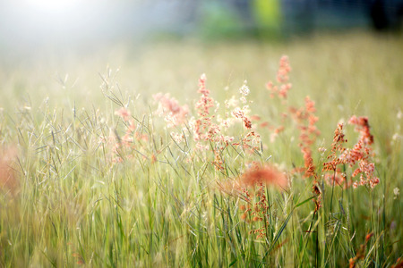 Pink grass And the sun lightの写真素材