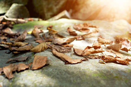 Autumn leavesの写真素材