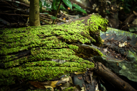 Moss on old woodの写真素材