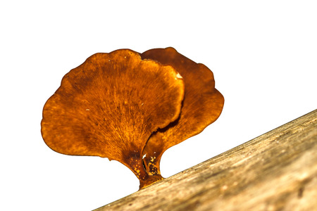 Wild mushrooms on a wooden surfaceの写真素材