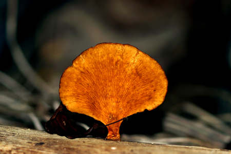 Wild mushrooms on a wooden surfaceの写真素材