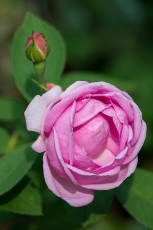 Pink roses for extraction of essential oils. (Rosa damascena)の写真素材