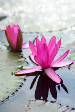 Pink Lotus flowerの写真素材