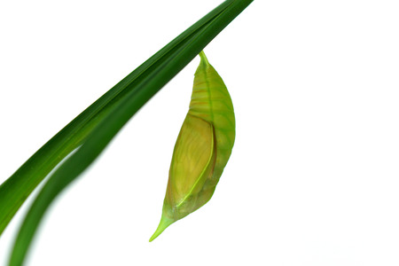 Green Butterfly Chrysalis.  (Palmking Amathusia phidippus)の写真素材