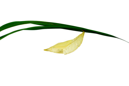 Green Butterfly Chrysalis.  (Palmking Amathusia phidippus)の写真素材