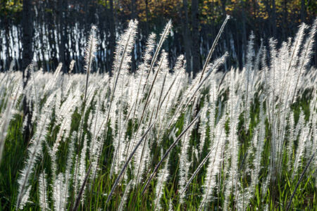 White grass in the wild rubber (Cogon grass, Alang-alang, Lalang)の写真素材