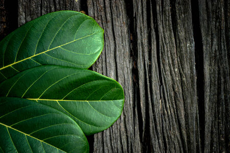 green leaves on the old wooden backgroundの写真素材