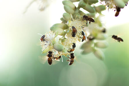 Bees collect nectar at palm flowers の写真素材