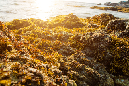 Rocks and seaweed  Sargassum sp  , Phang Nga - Thailand の写真素材