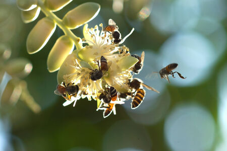 Bees collect nectar at palm flowers.