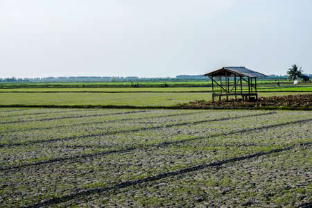 Just starting planting riceの写真素材