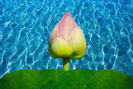beautiful pink lotus flower in bloomingの写真素材
