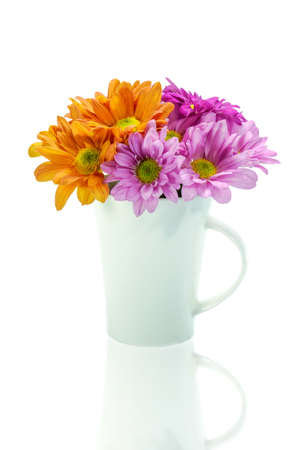 chrysanthemum flower isolate on white background.の写真素材