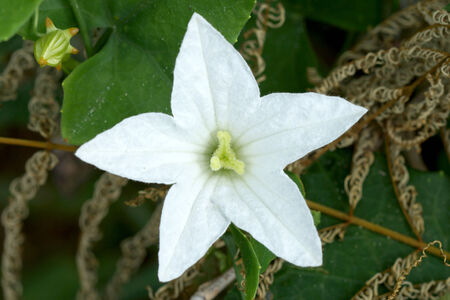 Ivy Gourd flower. Coccinia grandis (L.) Voigtの写真素材