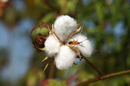 Close-up of Ripe cotton bolls on branchの写真素材
