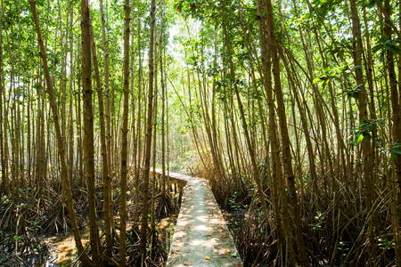 Mangroves tree in the botanical gardenの写真素材