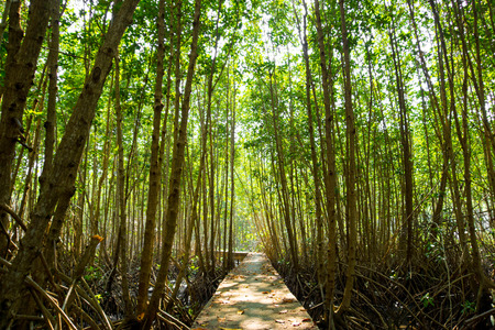 Mangroves tree in the botanical gardenの写真素材