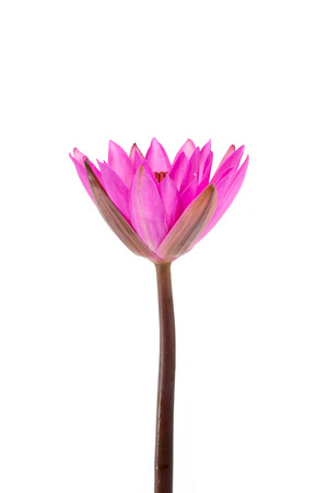 Pink waterlily flower isolate on white の写真素材