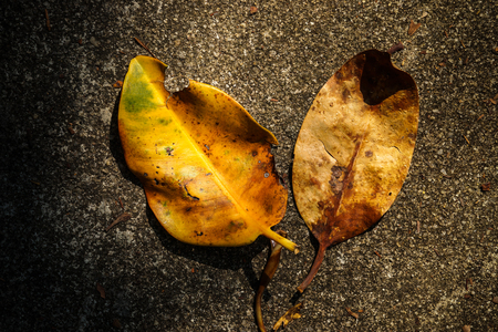 Mangrove leaves in the Botanic Gardensの写真素材