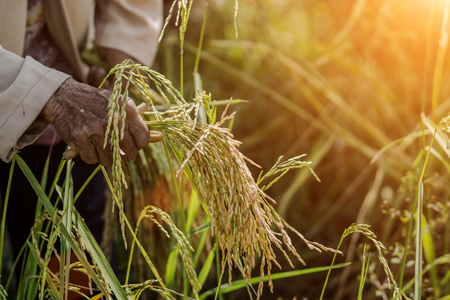 Farmers are harvesting riceの写真素材