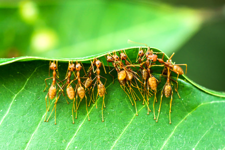 Unity of Ants
