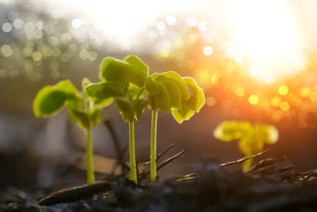 Green sprout growing from seedの写真素材