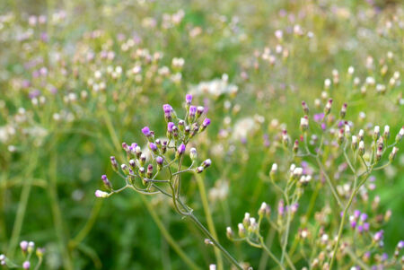 wild grass in sunset counterlightの写真素材