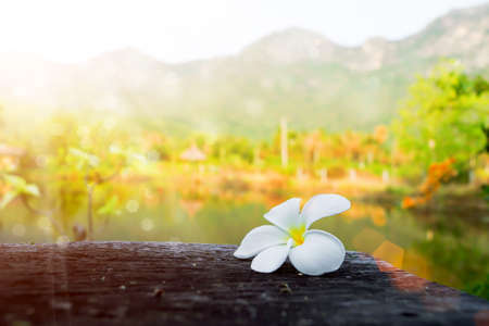 frangipani flower in the morning.の写真素材