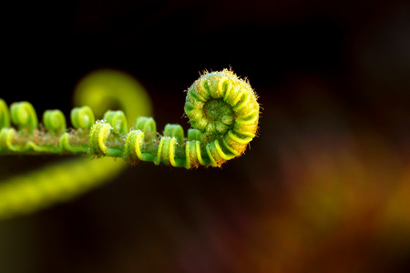 Fern leaves in the forest